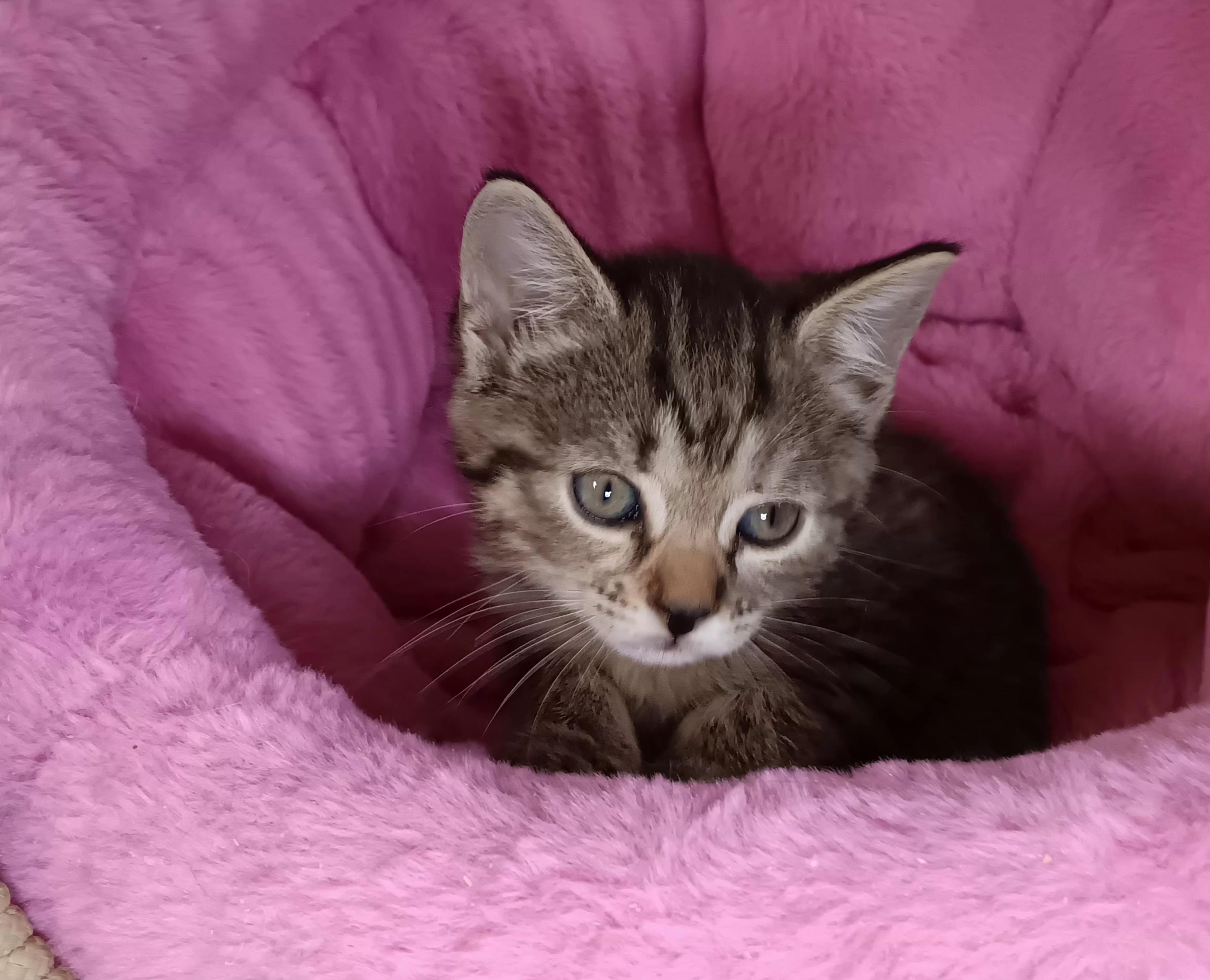 Enlarge Vega, a Adopted Domestic Short Hair in Bethpage, NY image 2/3