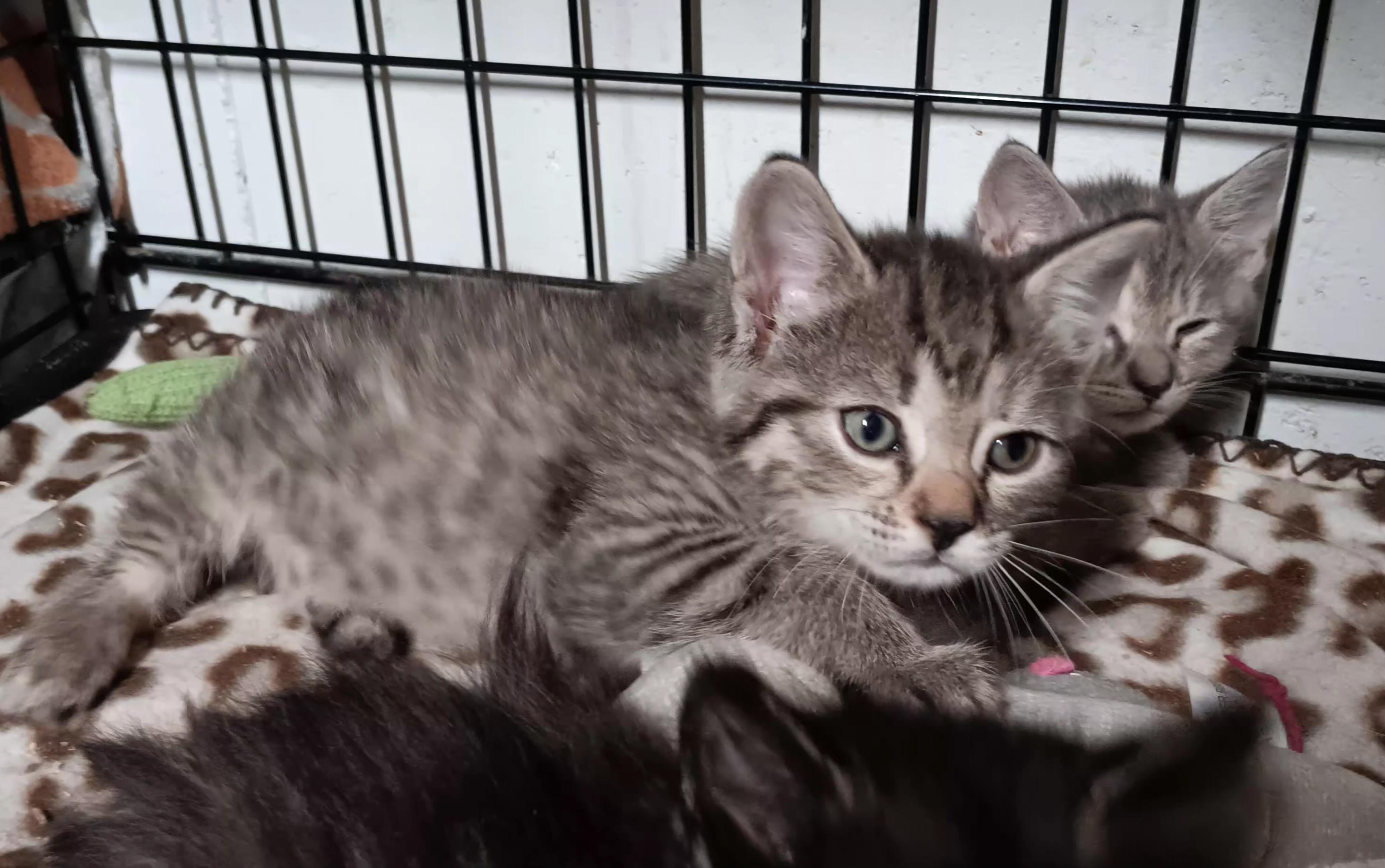 Enlarge Vega, a Adopted Domestic Short Hair in Bethpage, NY image 3/3