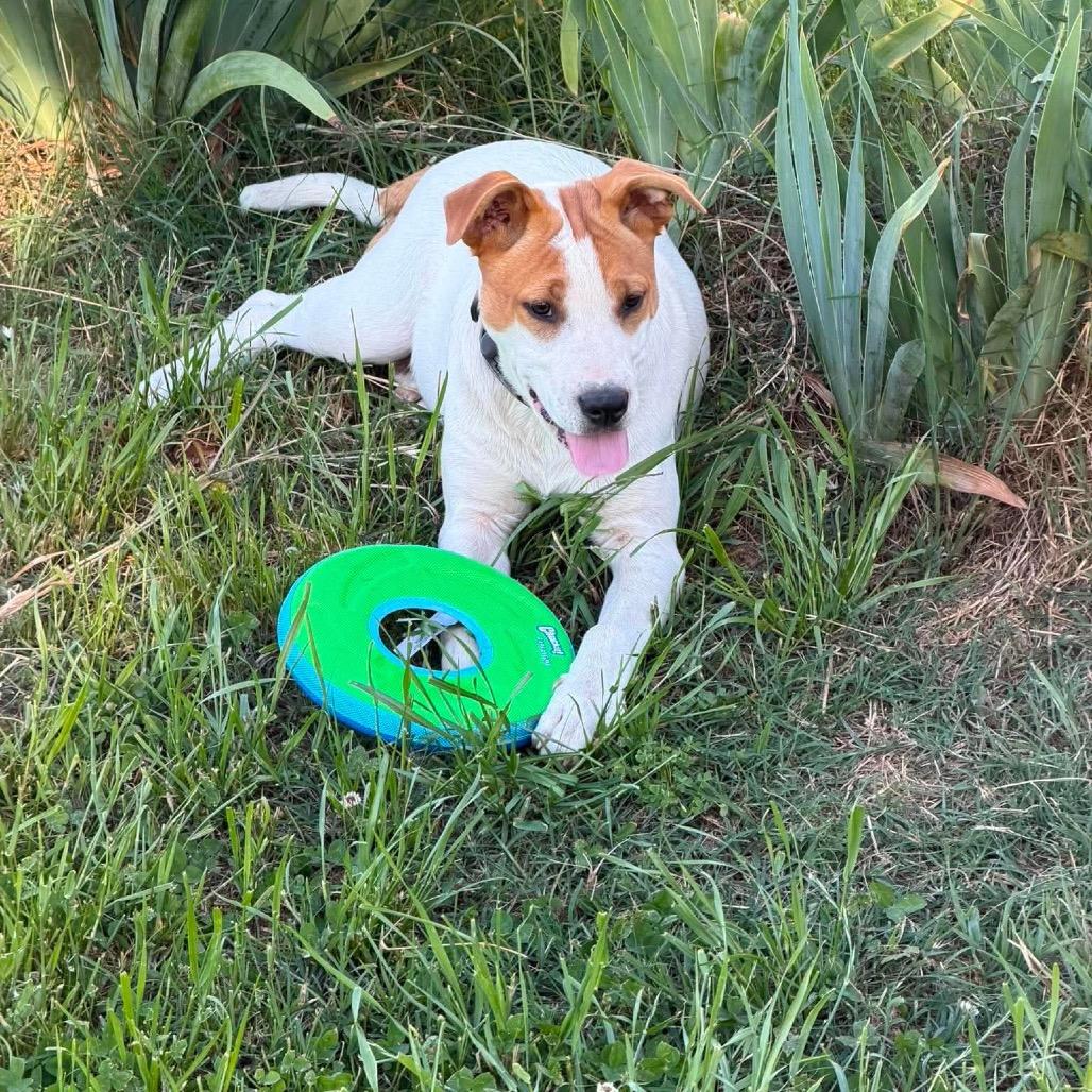 Latte, Adoptable, Young Male Mixed Breed.