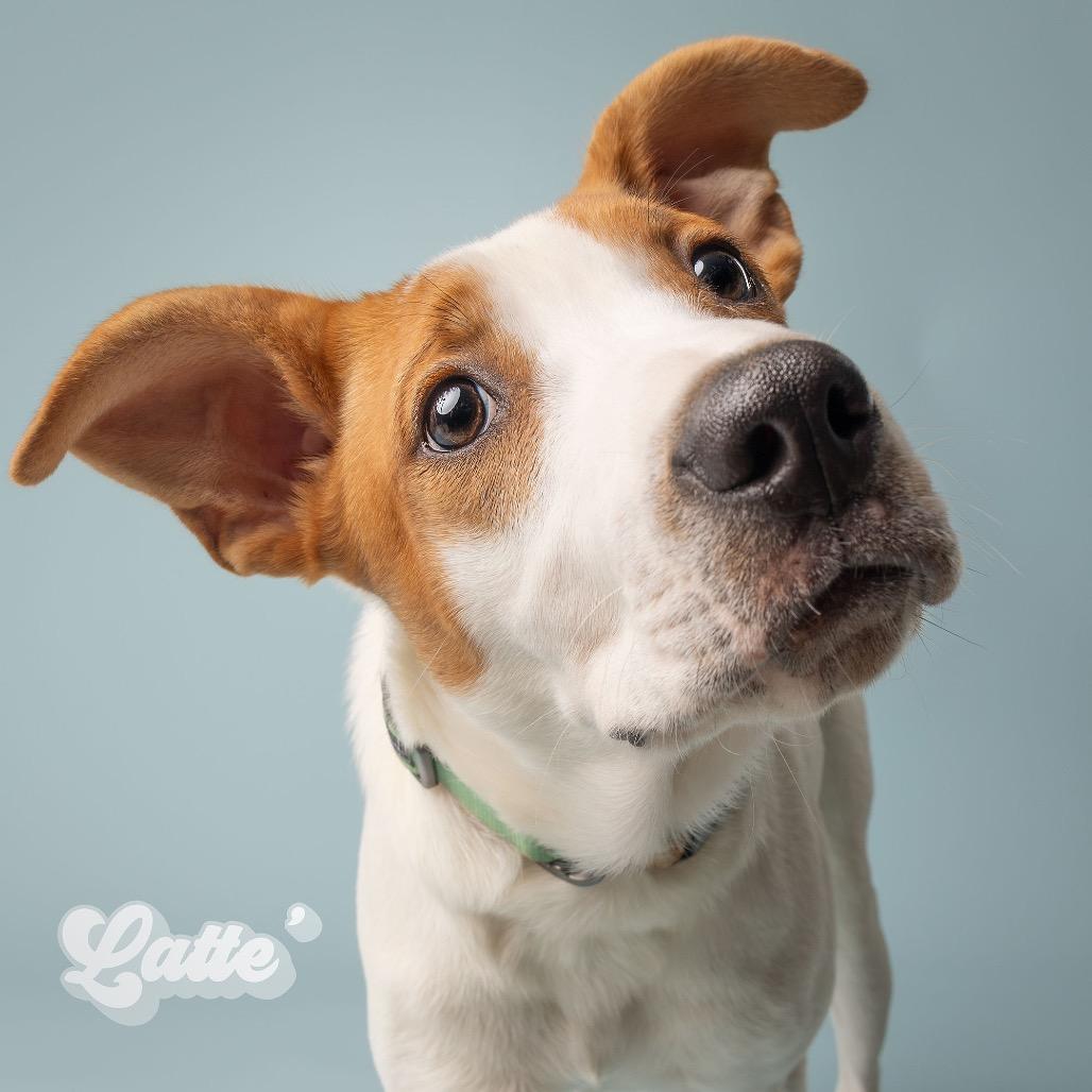 Enlarge Latte, a Adoptable Mixed Breed in Oxford, ME image 2/6