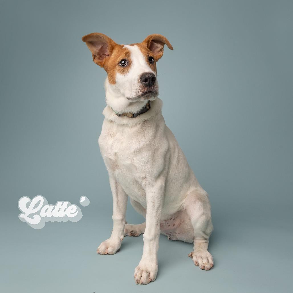 Enlarge Latte, a Adoptable Mixed Breed in Oxford, ME image 3/6