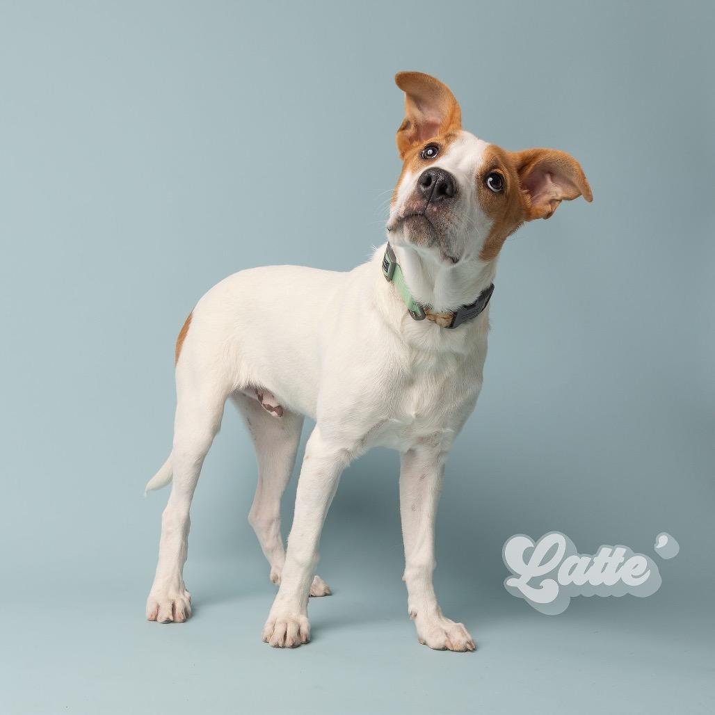Enlarge Latte, a Adoptable Mixed Breed in Oxford, ME image 5/6