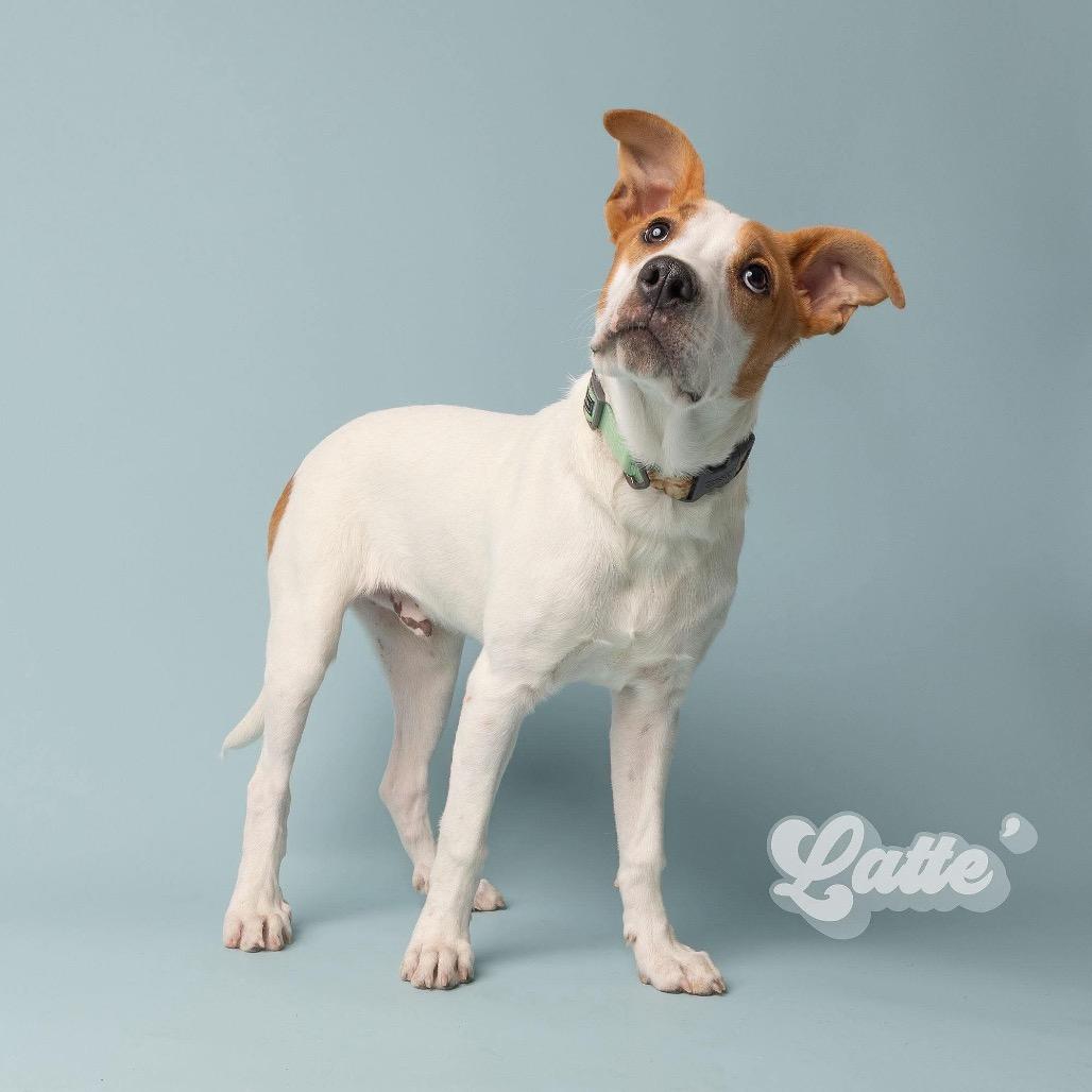 Enlarge Latte, a Adoptable Mixed Breed in Oxford, ME image 6/6