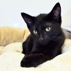 Cookie--Adoptable with Vet Care Support for Life! photo 2