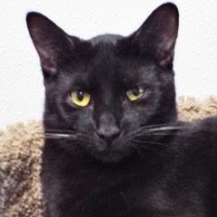 Cookie--Adoptable with Vet Care Support for Life! photo 4
