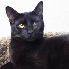 Cookie--Adoptable with Vet Care Support for Life! photo 3