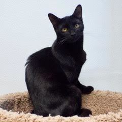 Cookie--Adoptable with Vet Care Support for Life! photo 6