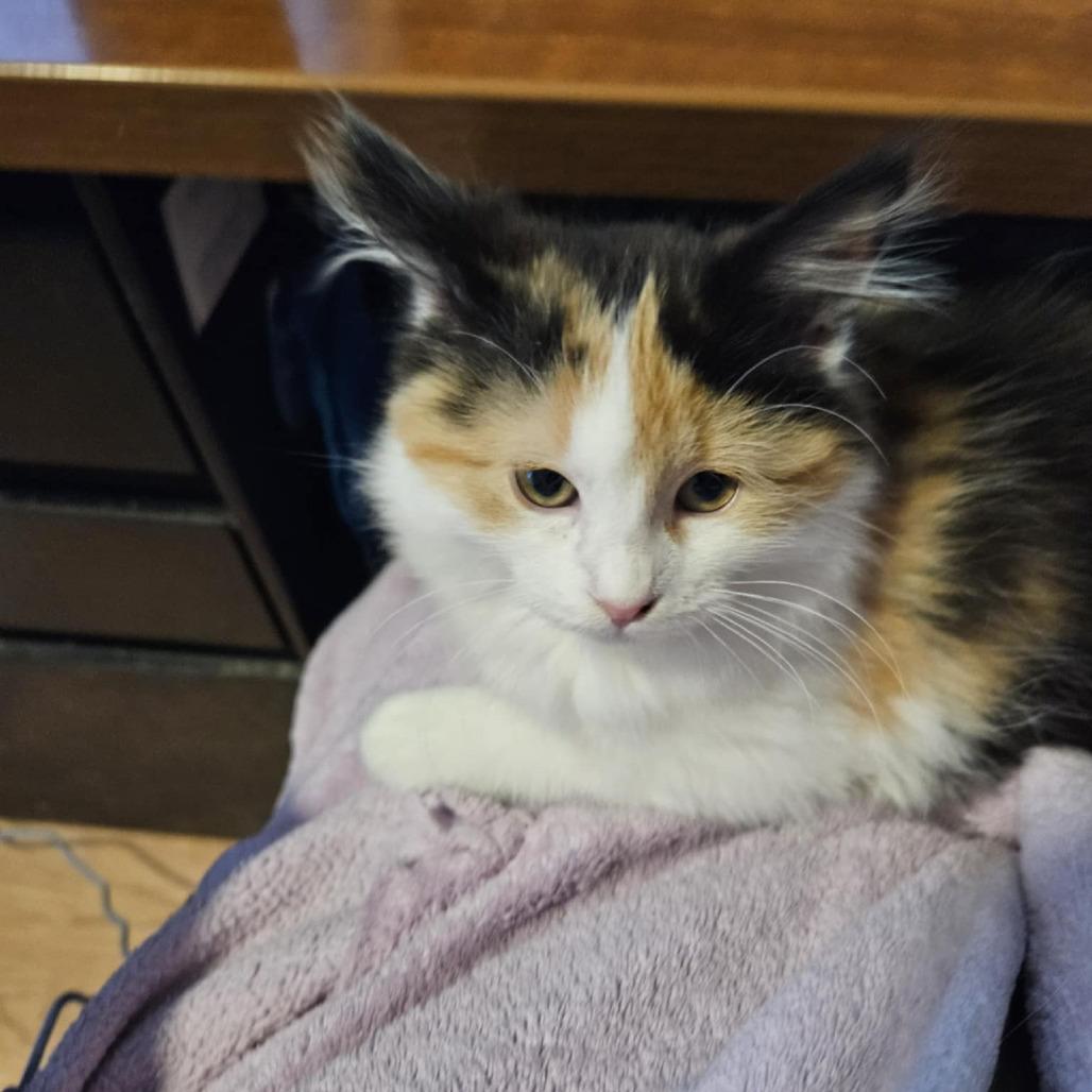 Pineapple — thumbnail 2