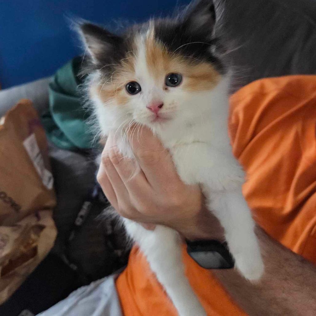 Pineapple — thumbnail 3