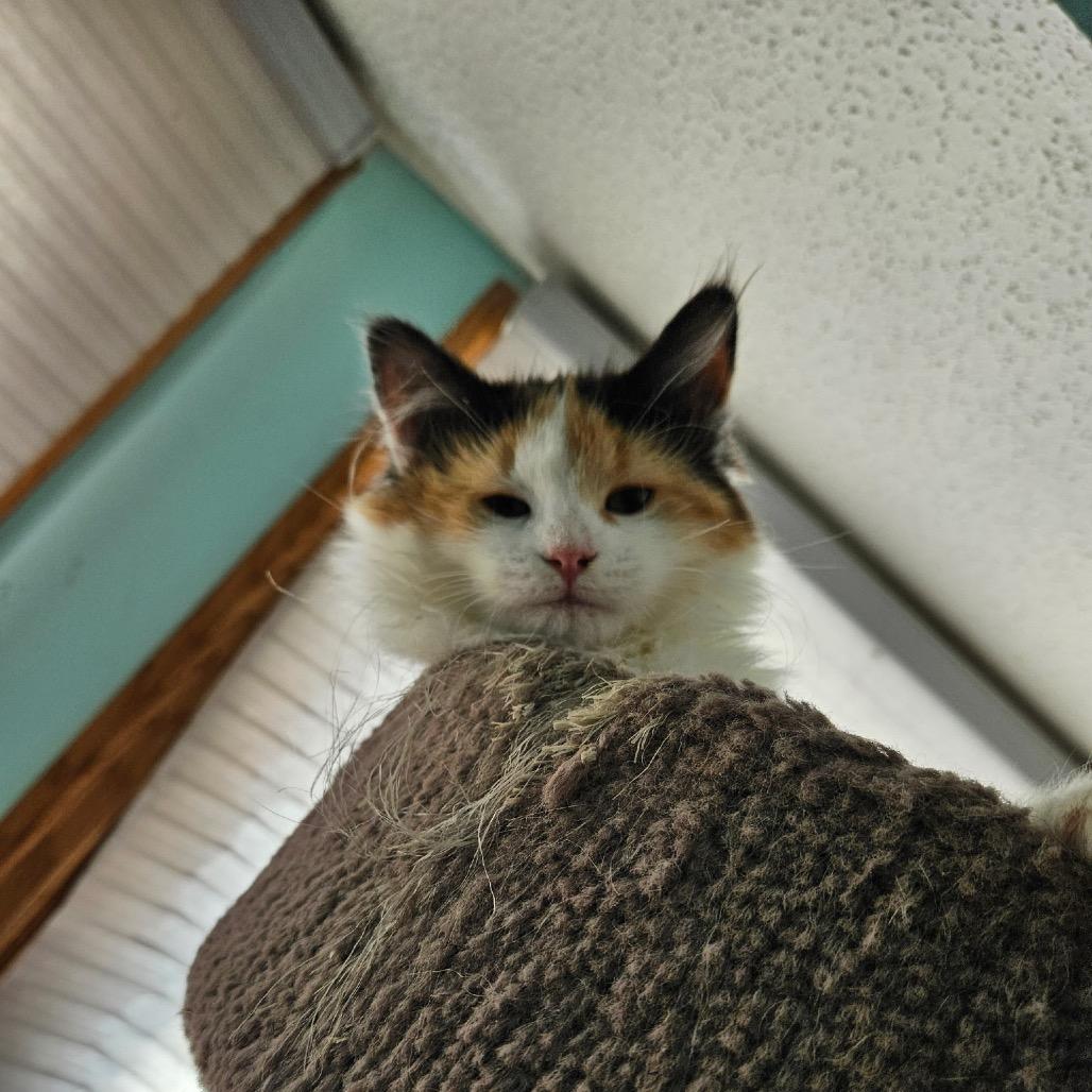 Pineapple — thumbnail 6