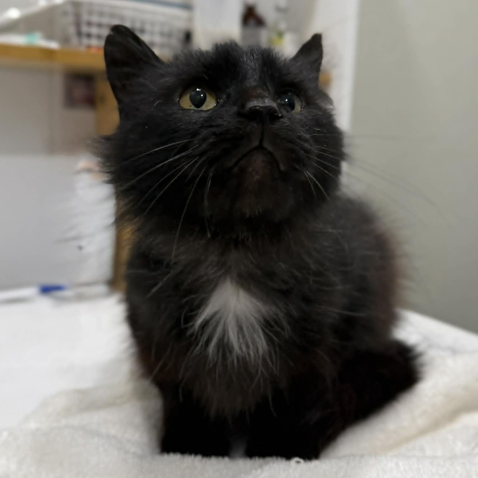 Enlarge Jeanette, a ADOPTABLE mixed breed in Penn Yan, NY image 2/3