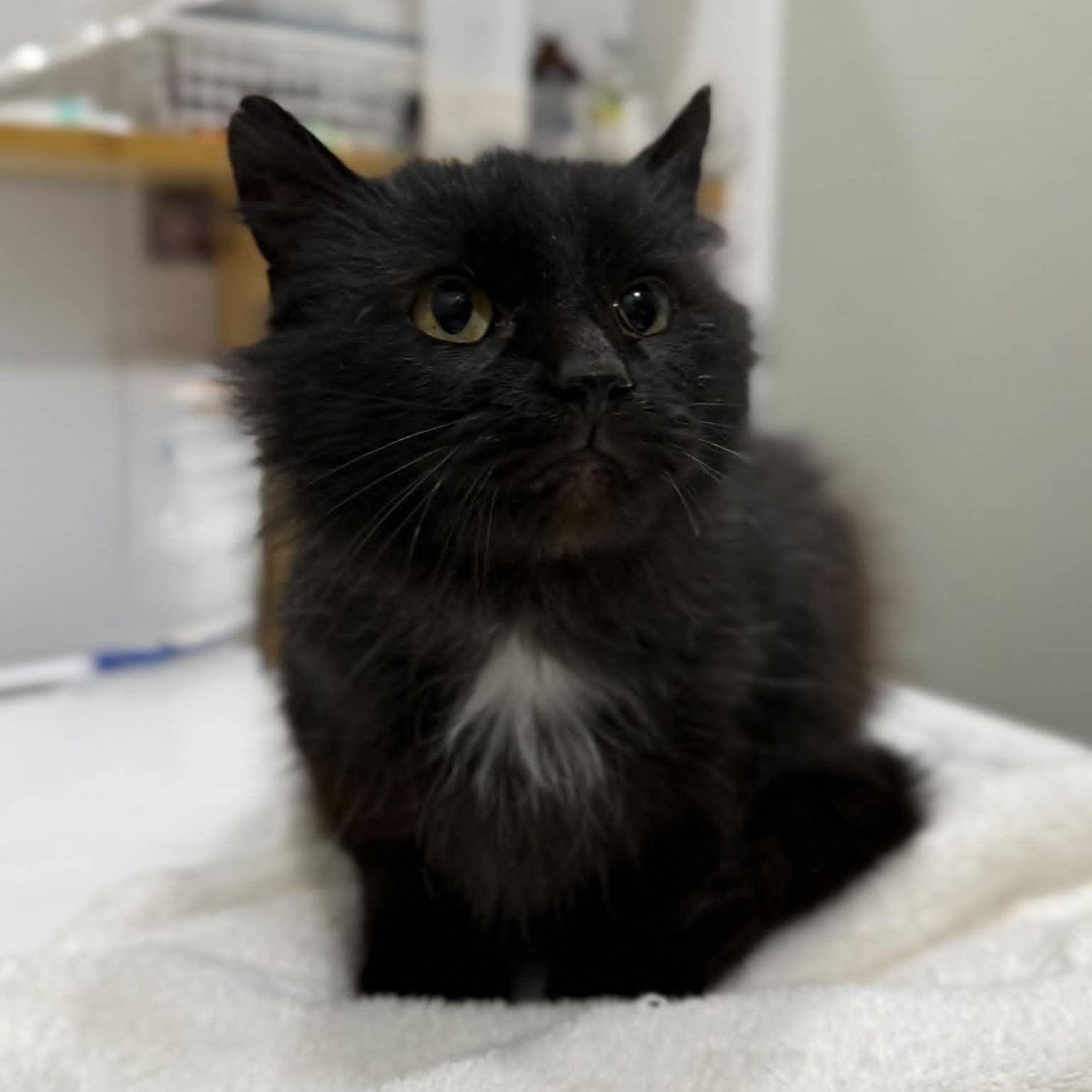 Enlarge Jeanette, a ADOPTABLE mixed breed in Penn Yan, NY image 3/3