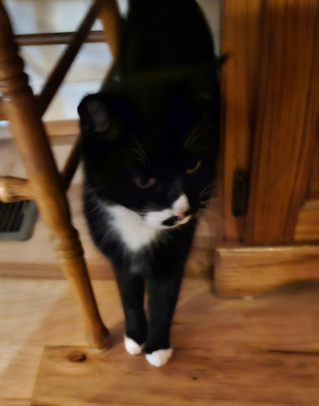 Bany, Adoptable, Young Female Domestic Short Hair & Tuxedo.