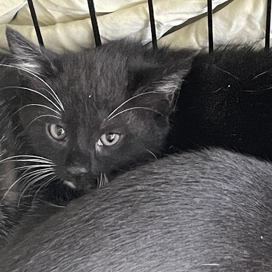 1462-C26, Adoptable, Kitten Female Domestic Short Hair.