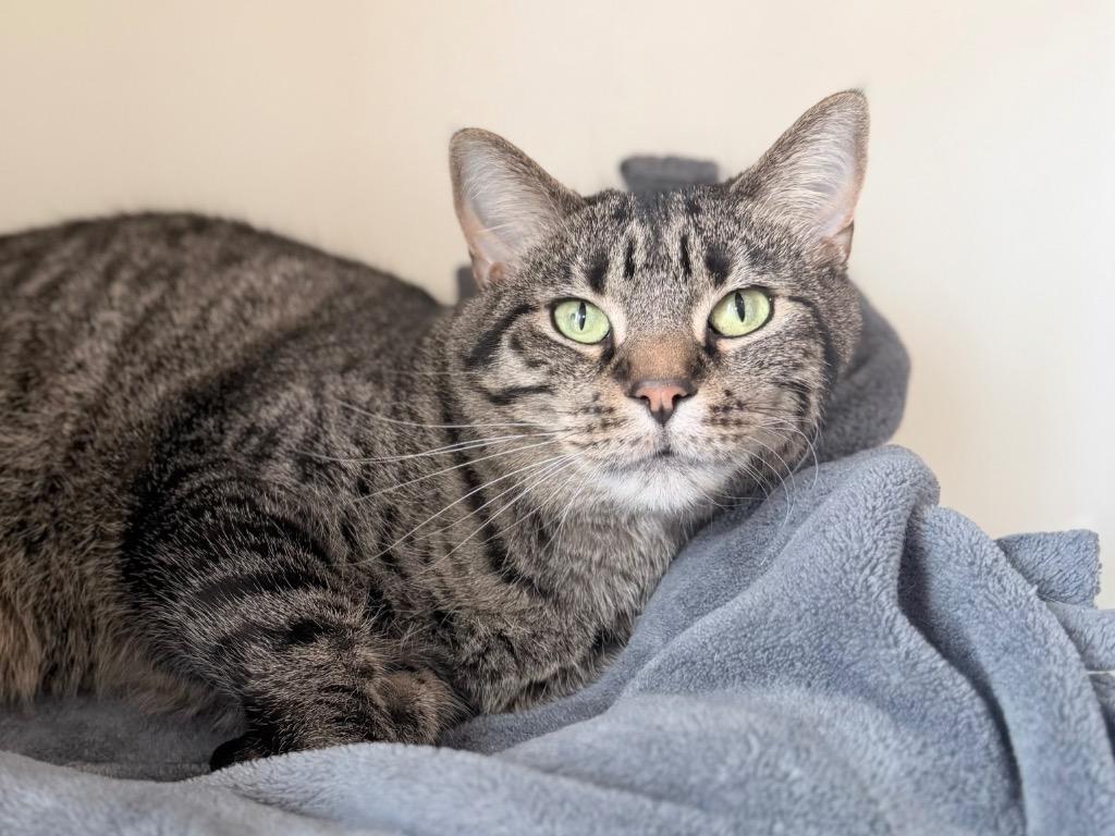 Enlarge Song, a Adoptable mixed breed in Menomonie, WI image 1/3