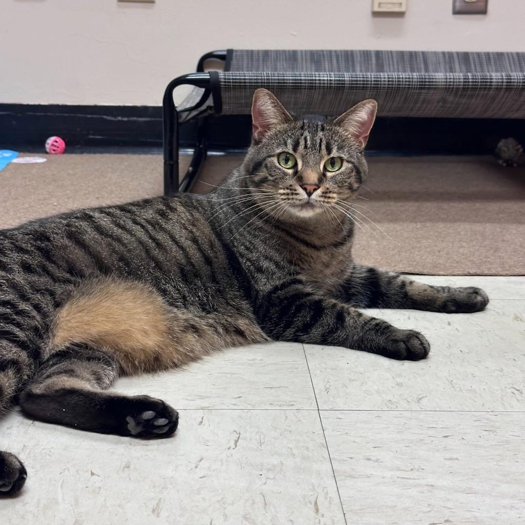 Enlarge Song, a Adoptable mixed breed in Menomonie, WI image 2/6