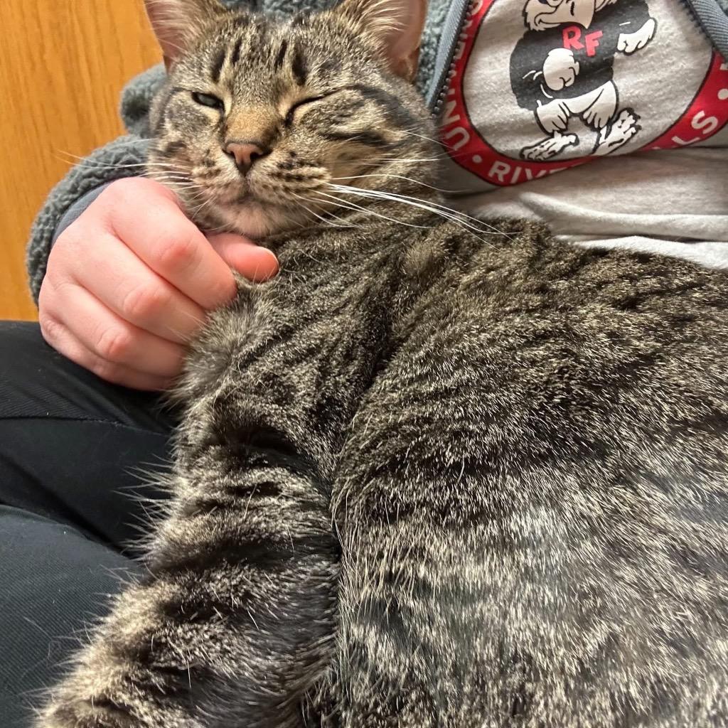 Enlarge Song, a Adoptable mixed breed in Menomonie, WI image 3/6