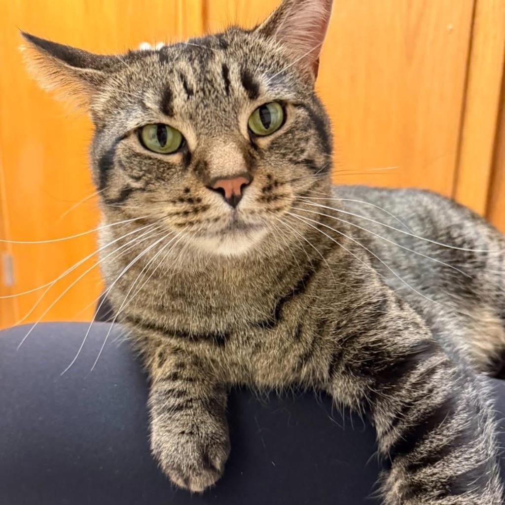 Enlarge Song, a Adoptable mixed breed in Menomonie, WI image 6/6