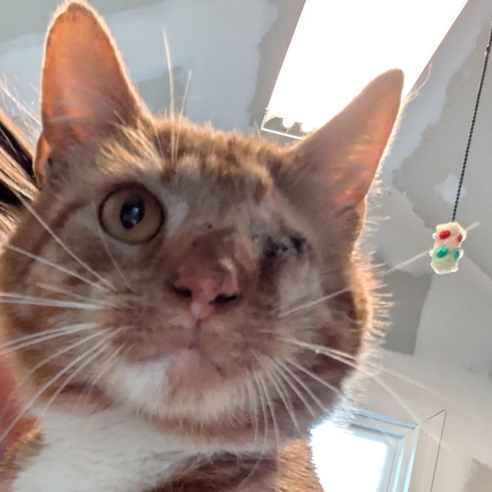 Enlarge Gavin, an adopted Domestic Short Hair in Montclair, NJ image 2/2