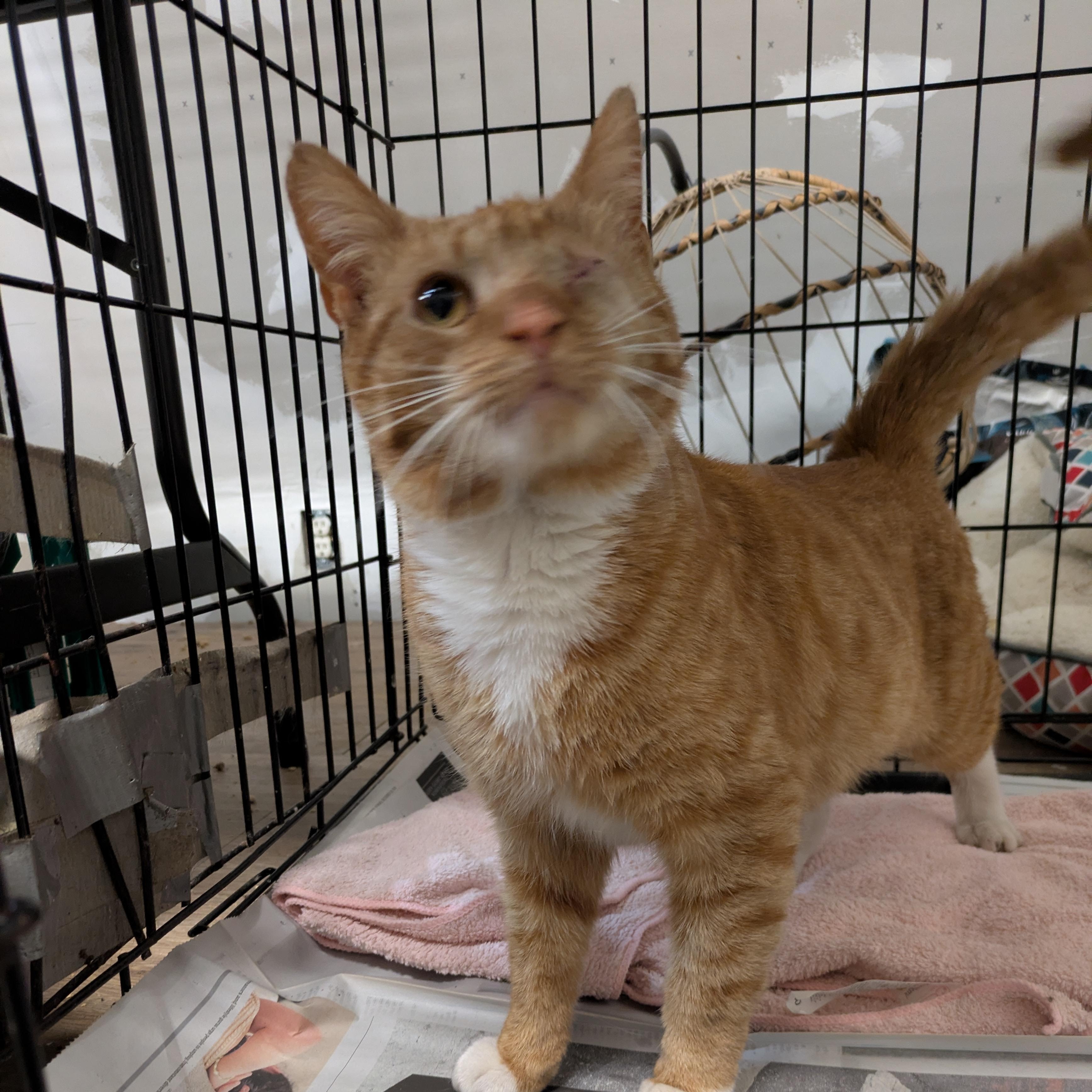 Enlarge Gavin, an adopted Domestic Short Hair in Montclair, NJ image 1/2