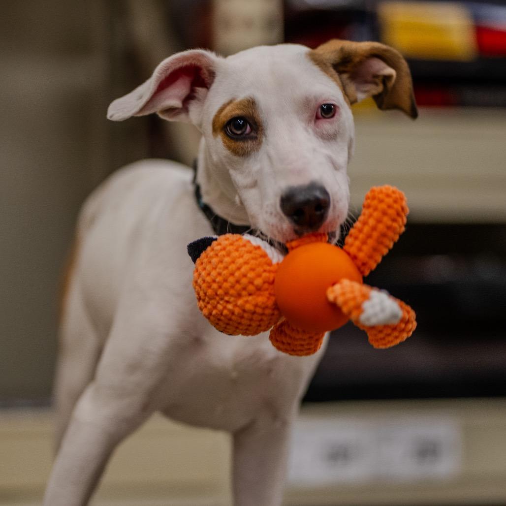 Snowball, Adoptable, Young Female Pit Bull Terrier.