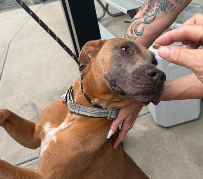 Canela, a Adoptable Pit Bull Terrier in San Diego, CA image 2/5