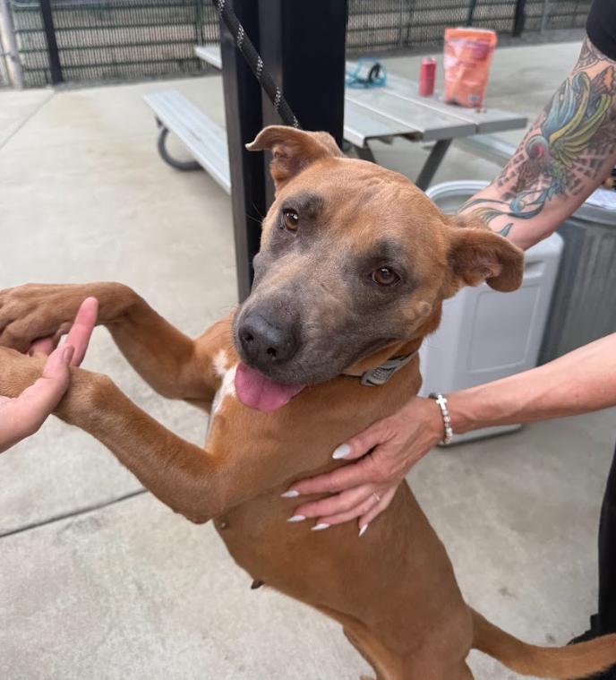 Canela, a Adoptable Pit Bull Terrier in San Diego, CA image 1/5