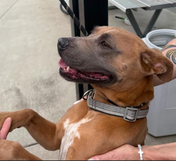 Canela, a Adoptable Pit Bull Terrier in San Diego, CA image 3/5