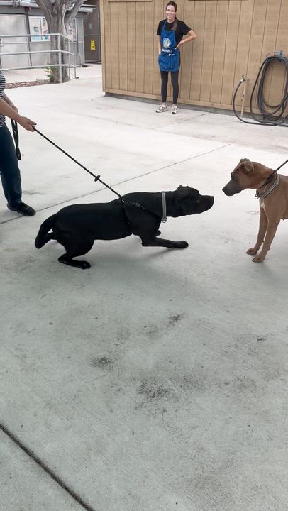 Enlarge Canela, a Adoptable Pit Bull Terrier in San Diego, CA video 4/5