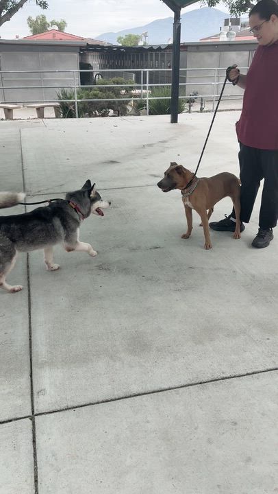 Enlarge Canela, a Adoptable Pit Bull Terrier in San Diego, CA video 5/5