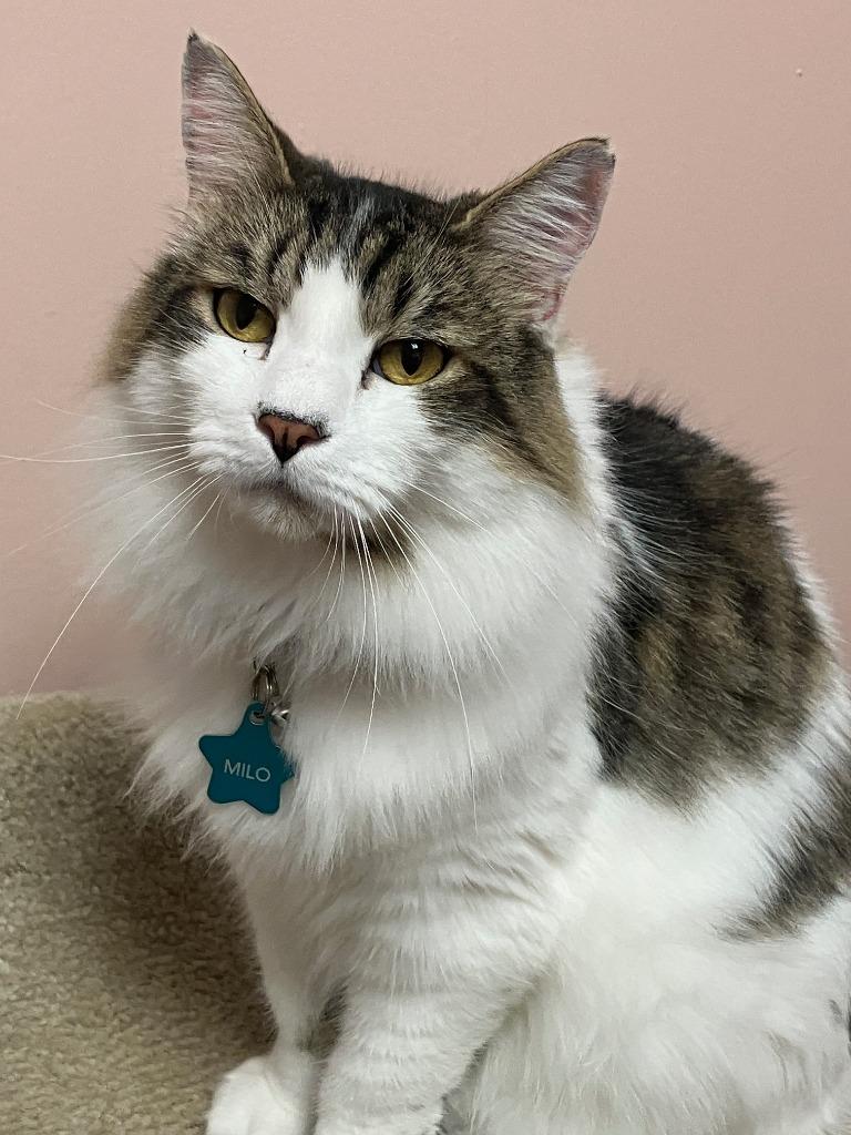 Milo ll, Adoptable, Adult Male Domestic Short Hair.