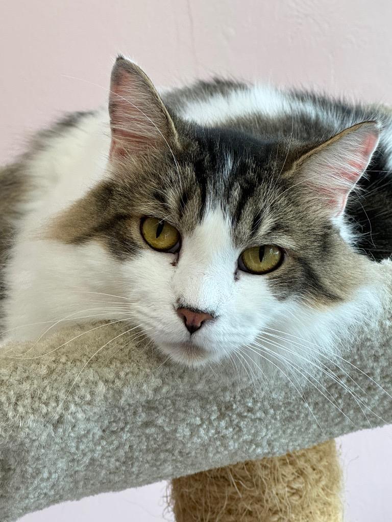 Milo ll, a Adoptable mixed breed in Lunenburg, MA image 2/3