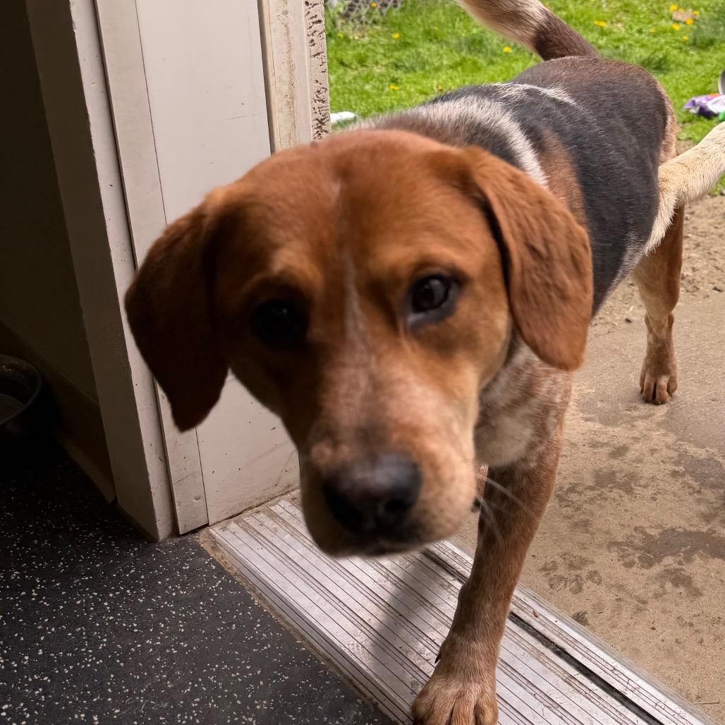 Milo, Adoptable, Young Male Beagle & Cattle Dog.