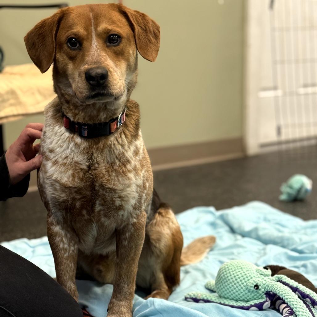 Enlarge Milo, a Adoptable mixed breed in Middlebury, VT image 2/6