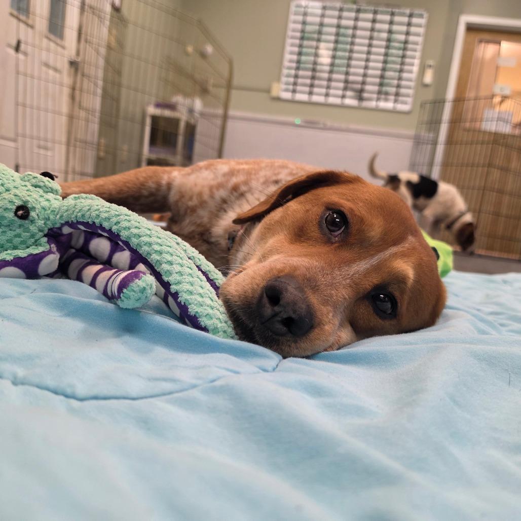 Enlarge Milo, a Adoptable mixed breed in Middlebury, VT image 3/6