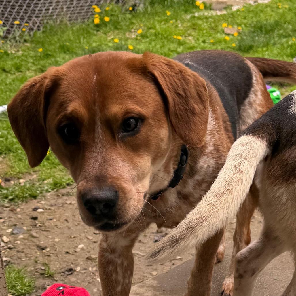 Enlarge Milo, a Adoptable mixed breed in Middlebury, VT image 5/6