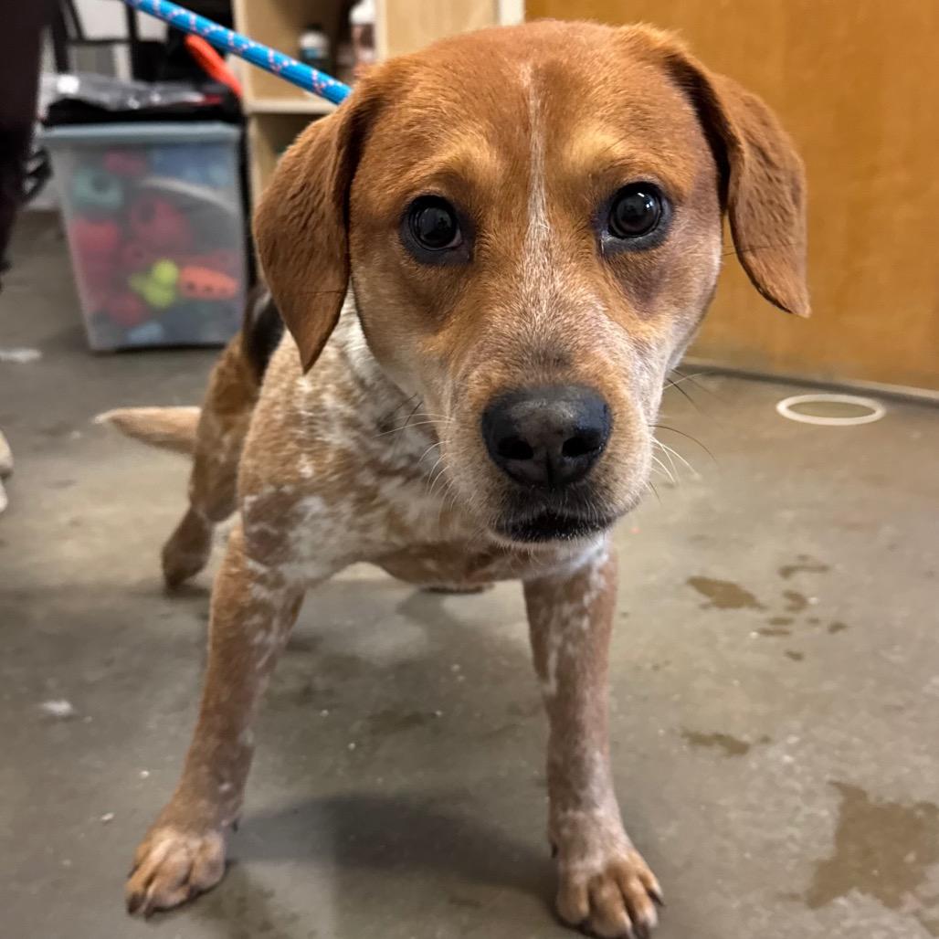 Enlarge Milo, a Adoptable mixed breed in Middlebury, VT image 6/6