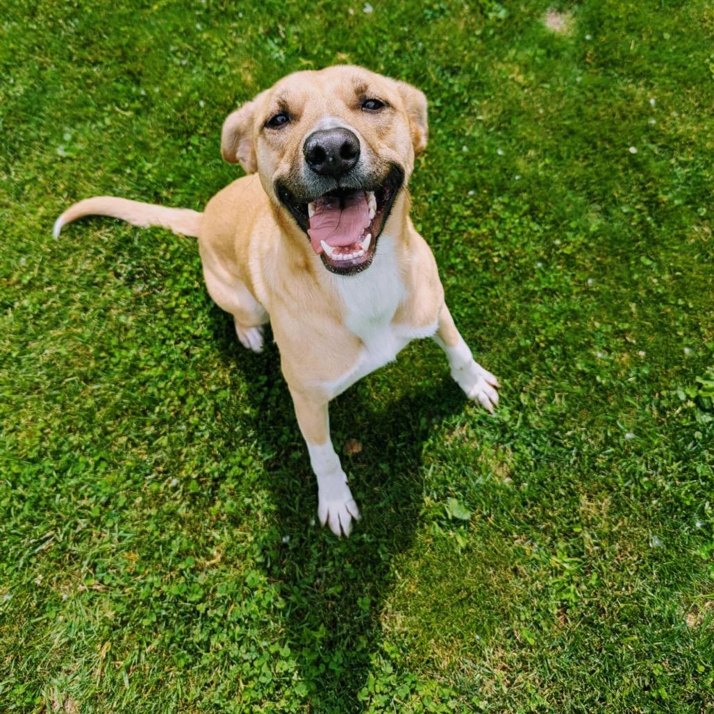 Savoy, Adoptable, Adult Male German Shepherd Dog.