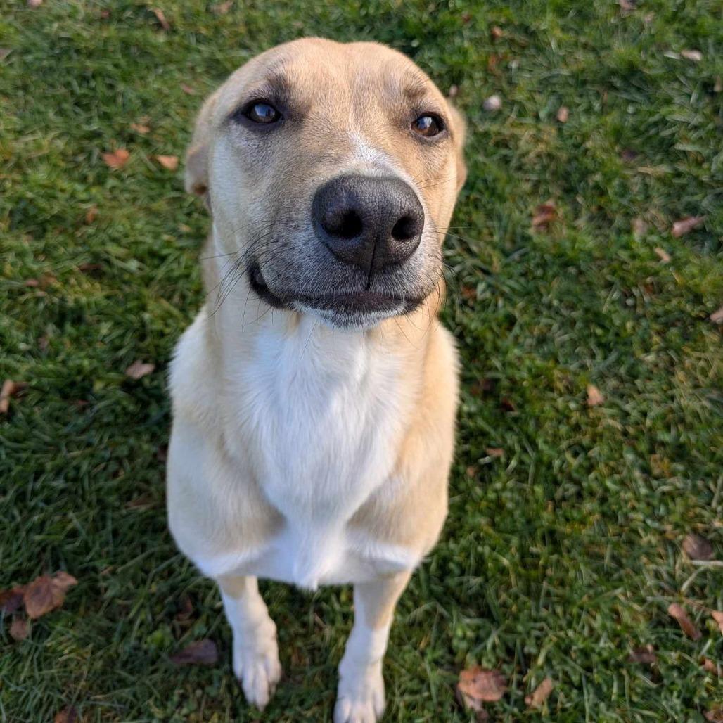 Enlarge Savoy, a Adoptable mixed breed in Stevens Point, WI image 2/6
