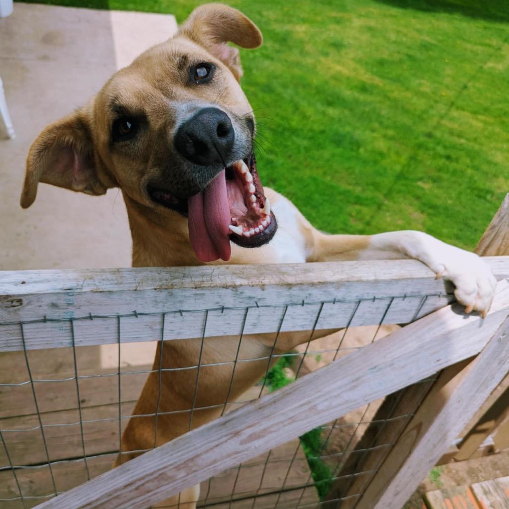 Enlarge Savoy, a Adoptable mixed breed in Stevens Point, WI image 3/6