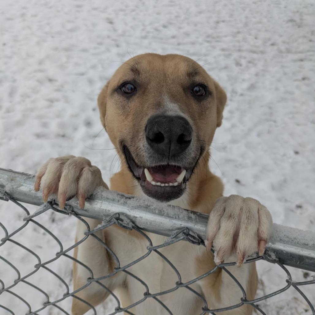 Enlarge Savoy, a Adoptable mixed breed in Stevens Point, WI image 5/6