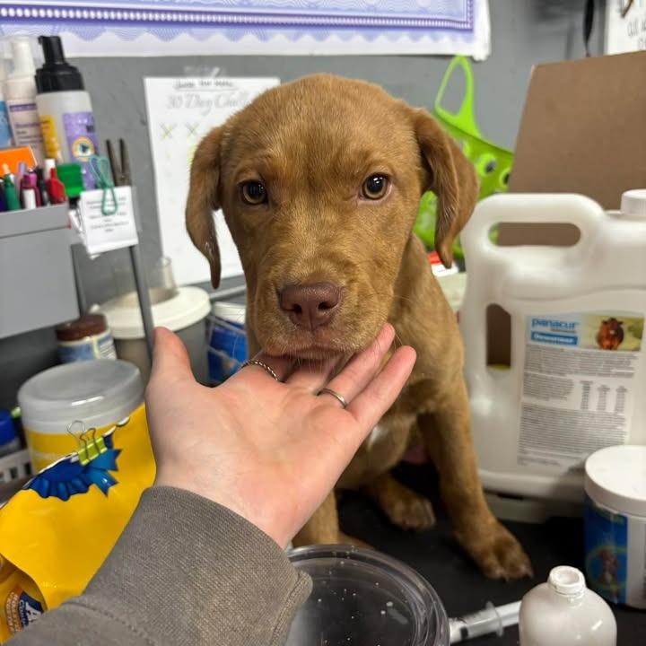 Natalie, ADOPTABLE, Puppy Female Chocolate Labrador Retriever & Hound.