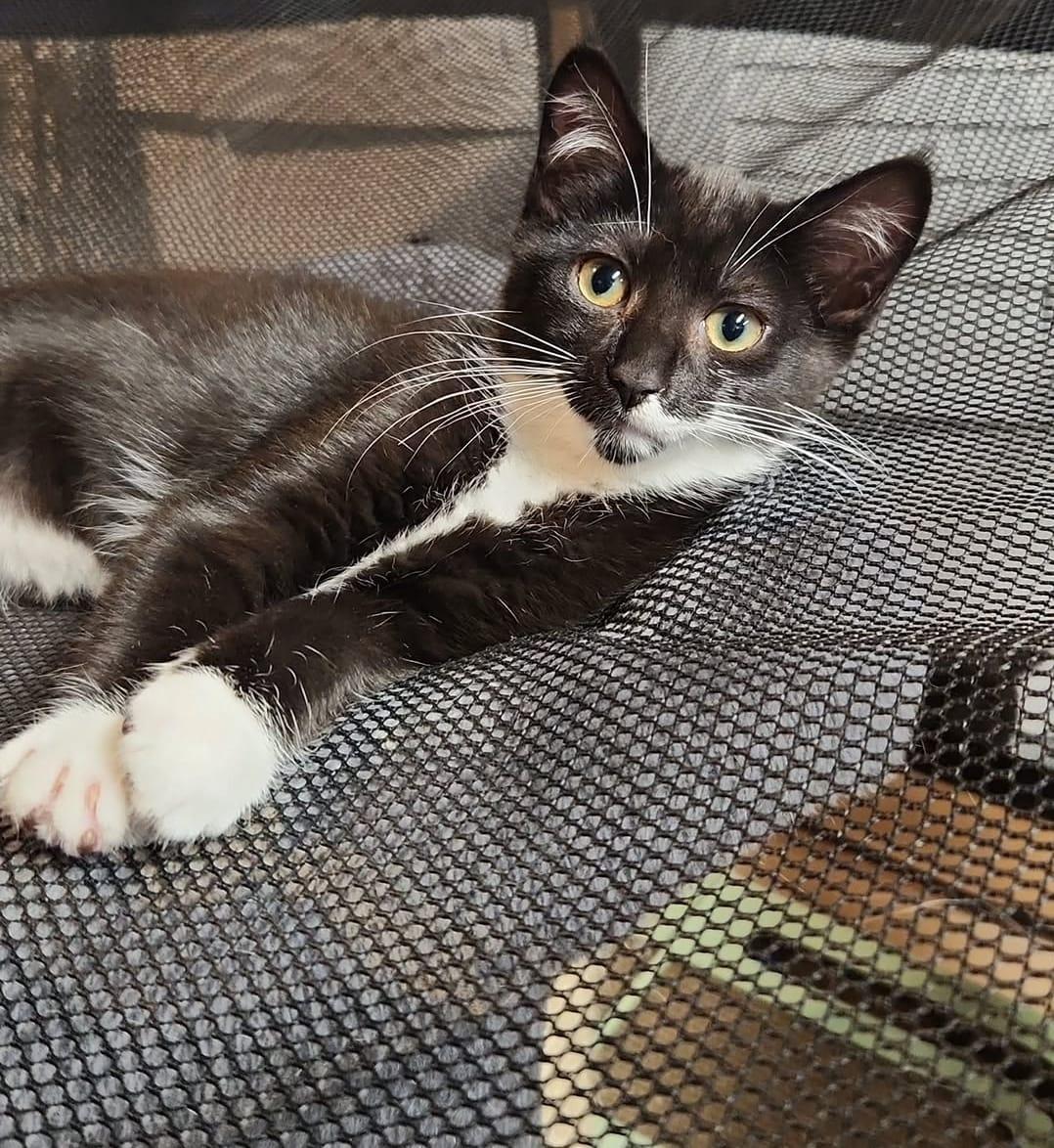 Enlarge Marie Antoinette, a ADOPTABLE American Shorthair in Highland Park, NJ image 1/6