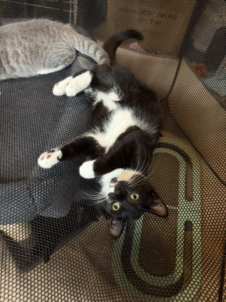 Enlarge Marie Antoinette, a ADOPTABLE American Shorthair in Highland Park, NJ image 3/6