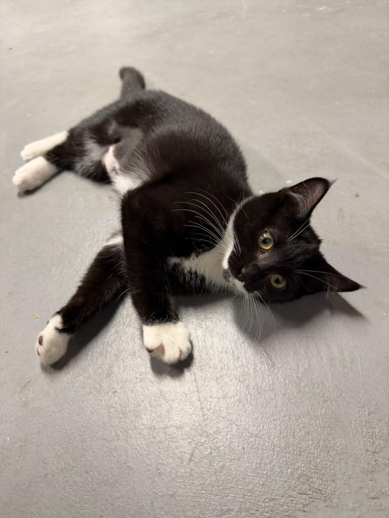 Enlarge Marie Antoinette, a ADOPTABLE American Shorthair in Highland Park, NJ image 5/6