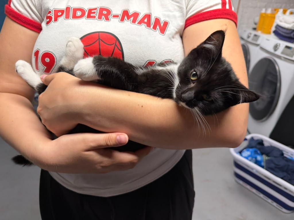 Enlarge Marie Antoinette, a ADOPTABLE American Shorthair in Highland Park, NJ image 2/6