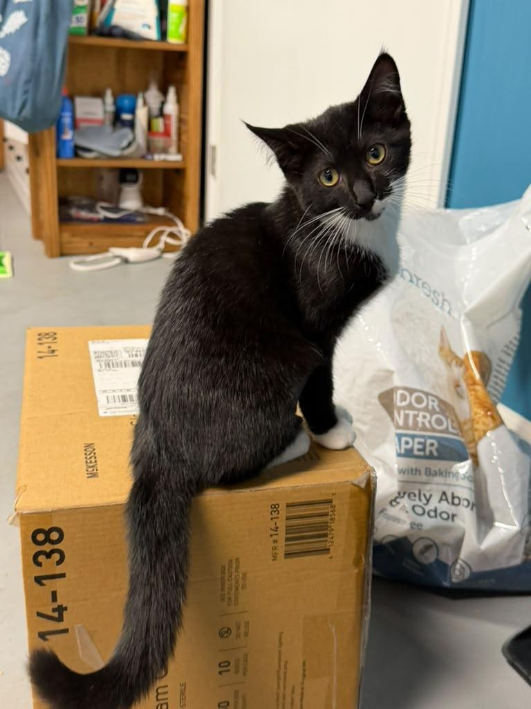 Enlarge Marie Antoinette, a ADOPTABLE American Shorthair in Highland Park, NJ image 4/6