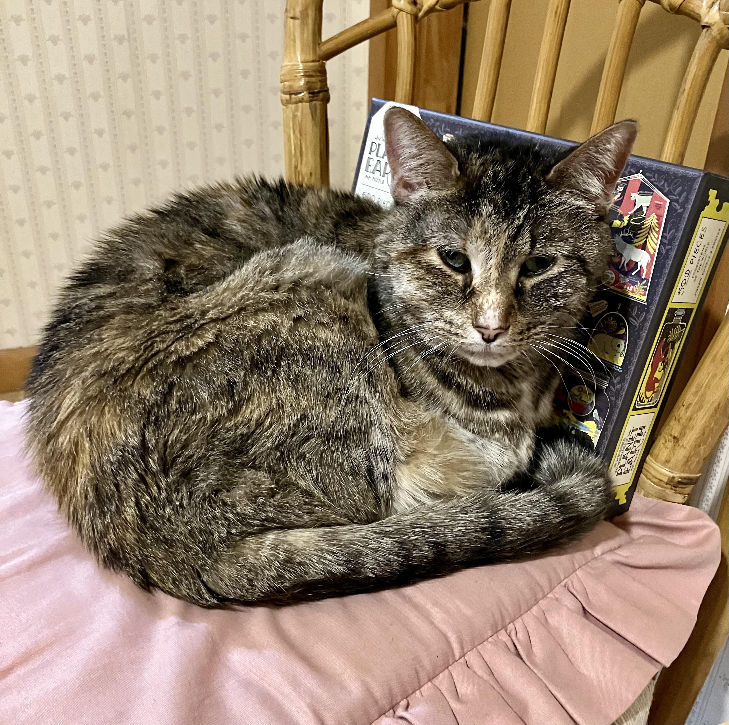 Enlarge Iris, a ADOPTABLE Domestic Short Hair in BLACK MOUNTAIN, NC image 4/4