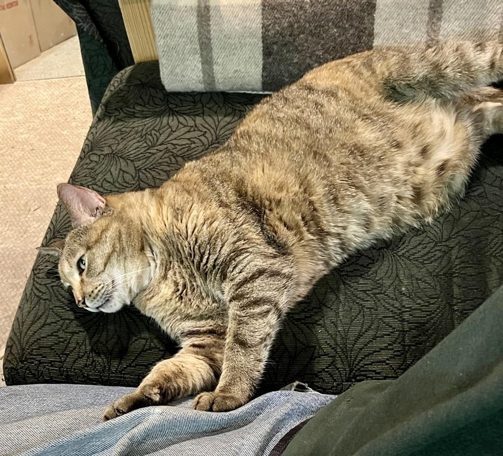 Enlarge Iris, a ADOPTABLE Domestic Short Hair in BLACK MOUNTAIN, NC image 2/2