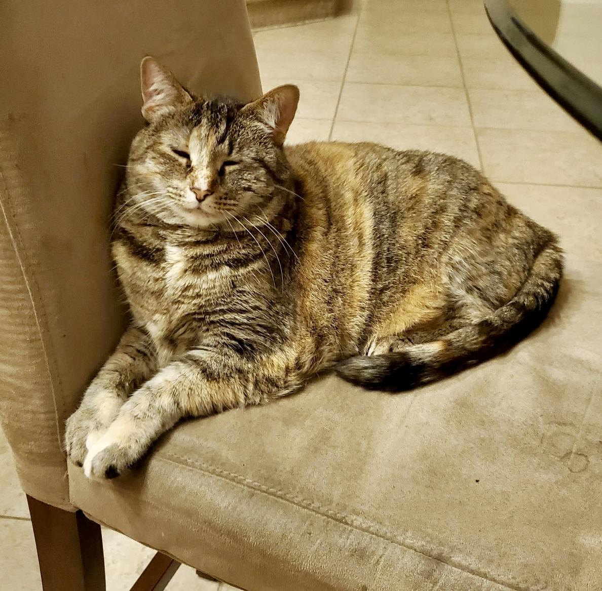 Enlarge Iris, a ADOPTABLE Domestic Short Hair in BLACK MOUNTAIN, NC image 1/2